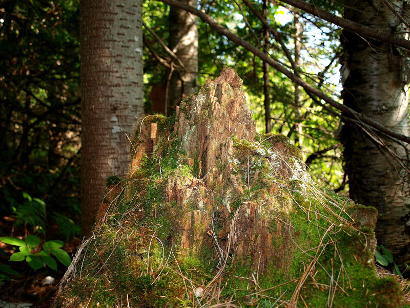 Tetraphis pellucida